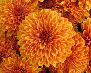 Preview wallpaper dahlia, orange, bud, petals