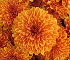 Preview wallpaper dahlia, orange, bud, petals