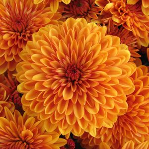 Preview wallpaper dahlia, orange, bud, petals