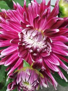Preview wallpaper dahlia, petals, bud, flowerbed