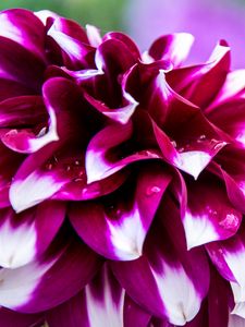 Preview wallpaper dahlia, petals, flower, bloom