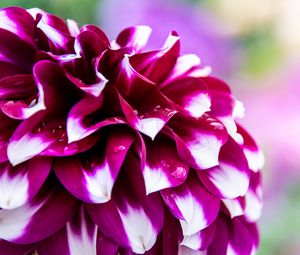 Preview wallpaper dahlia, petals, flower, bloom