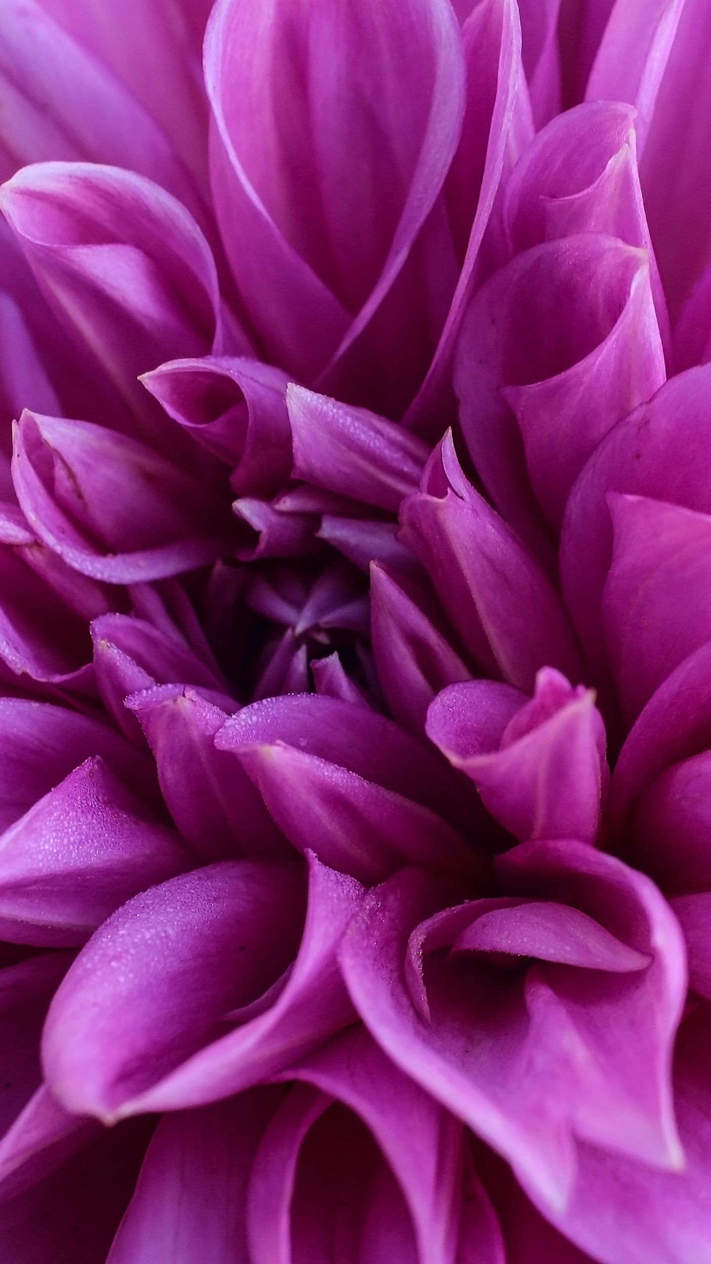 Những loài hoa đại lý hương rực rỡ của Dahlia đã trở thành một biểu tượng của vẻ đẹp và sự rực rỡ. Hình ảnh của những đóa hoa Dahlia sẽ làm cho bạn đắm chìm trong sự tươi mới và sức sống được lan tỏa từ chúng.