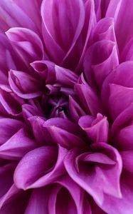 Preview wallpaper dahlia, petals, flower, bloom, purple