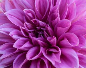 Preview wallpaper dahlia, petals, flower, bloom, purple