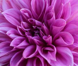 Preview wallpaper dahlia, petals, flower, bloom, purple