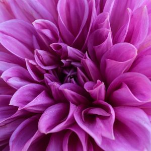 Preview wallpaper dahlia, petals, flower, bloom, purple