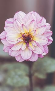 Preview wallpaper dahlia, petals, flower, macro