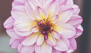 Preview wallpaper dahlia, petals, flower, macro