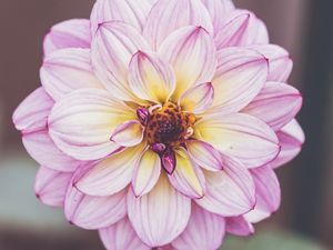 Preview wallpaper dahlia, petals, flower, macro