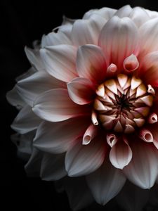 Preview wallpaper dahlia, petals, flowers, black