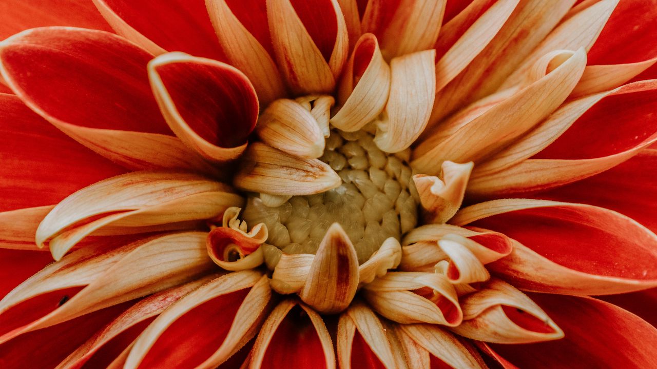 Wallpaper dahlia, petals, macro, red