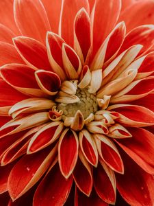 Preview wallpaper dahlia, petals, macro, red