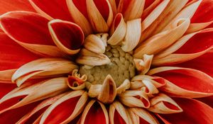 Preview wallpaper dahlia, petals, macro, red