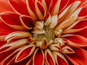 Preview wallpaper dahlia, petals, macro, red