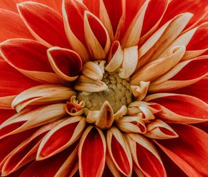 Preview wallpaper dahlia, petals, macro, red