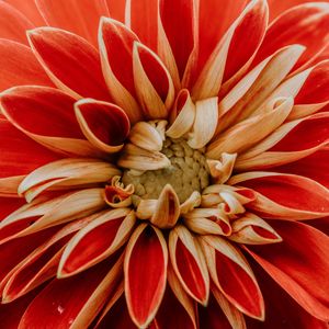 Preview wallpaper dahlia, petals, macro, red