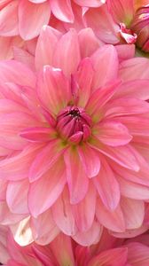 Preview wallpaper dahlia, petals, pink, close up, lot