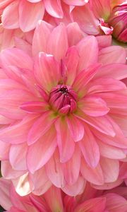 Preview wallpaper dahlia, petals, pink, close up, lot