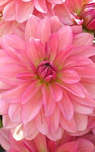 Preview wallpaper dahlia, petals, pink, close up, lot