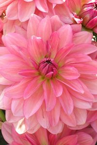 Preview wallpaper dahlia, petals, pink, close up, lot