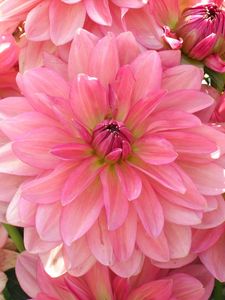 Preview wallpaper dahlia, petals, pink, close up, lot