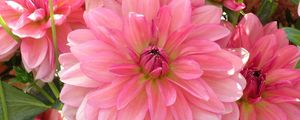 Preview wallpaper dahlia, petals, pink, close up, lot