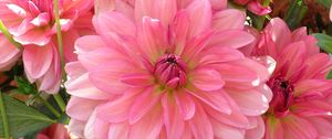 Preview wallpaper dahlia, petals, pink, close up, lot