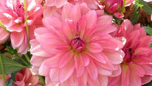 Preview wallpaper dahlia, petals, pink, close up, lot