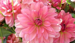 Preview wallpaper dahlia, petals, pink, close up, lot