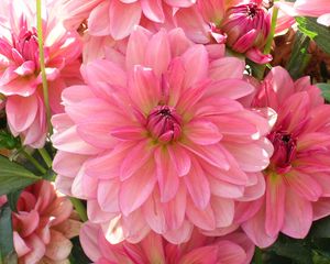 Preview wallpaper dahlia, petals, pink, close up, lot