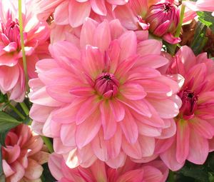 Preview wallpaper dahlia, petals, pink, close up, lot