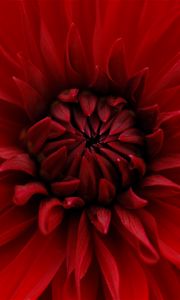 Preview wallpaper dahlia, red, petals, close-up