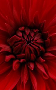 Preview wallpaper dahlia, red, petals, close-up