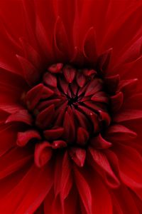 Preview wallpaper dahlia, red, petals, close-up