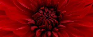 Preview wallpaper dahlia, red, petals, close-up