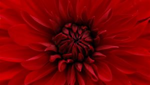 Preview wallpaper dahlia, red, petals, close-up