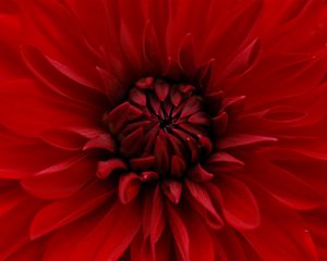 Preview wallpaper dahlia, red, petals, close-up