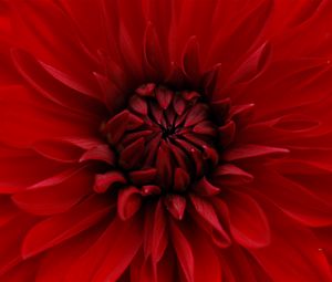 Preview wallpaper dahlia, red, petals, close-up