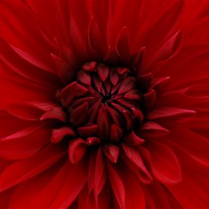 Preview wallpaper dahlia, red, petals, close-up