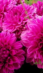 Preview wallpaper dahlias, bright, bud, close-up