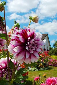 Preview wallpaper dahlias, chrysanthemums, flowers, flowerbed, sunny, beautiful