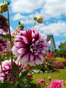 Preview wallpaper dahlias, chrysanthemums, flowers, flowerbed, sunny, beautiful