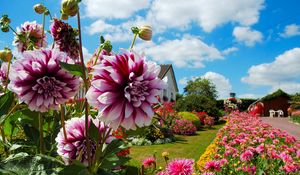 Preview wallpaper dahlias, chrysanthemums, flowers, flowerbed, sunny, beautiful