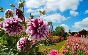 Preview wallpaper dahlias, chrysanthemums, flowers, flowerbed, sunny, beautiful