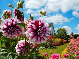 Preview wallpaper dahlias, chrysanthemums, flowers, flowerbed, sunny, beautiful