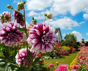 Preview wallpaper dahlias, chrysanthemums, flowers, flowerbed, sunny, beautiful