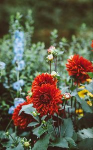 Preview wallpaper dahlias, drops, flowerbed, red