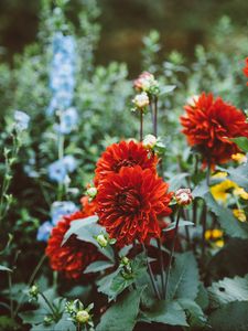 Preview wallpaper dahlias, drops, flowerbed, red