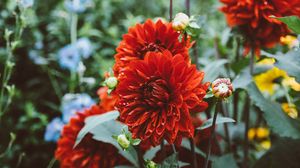 Preview wallpaper dahlias, drops, flowerbed, red